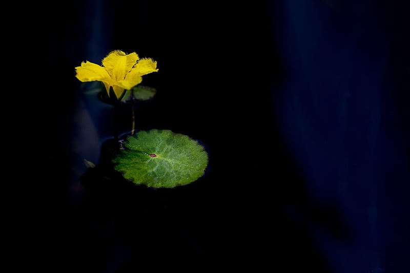 Lotus pose image